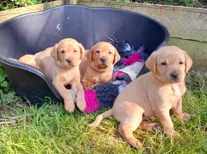 Lab Puppies