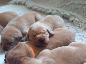 Opal with puppies