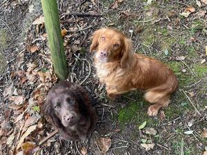 Purdey with Rolo