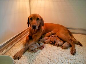 Mum with puppies 2 days old