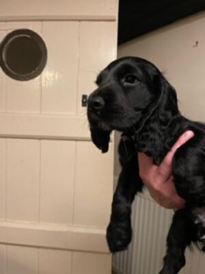 Puppy 2