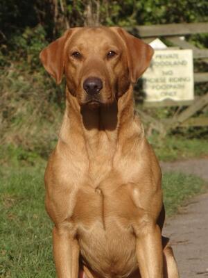 Bellesbank Bailey
