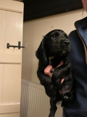 Puppy 1