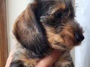 Standard wire haired dachshund silver dappled