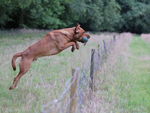 Eddy - Jumping