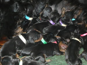 A Kaleidoscope of puppies!
