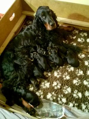 Mum and pups!