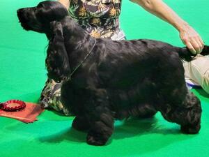 William winning Mid Limit dog Crufts 2024