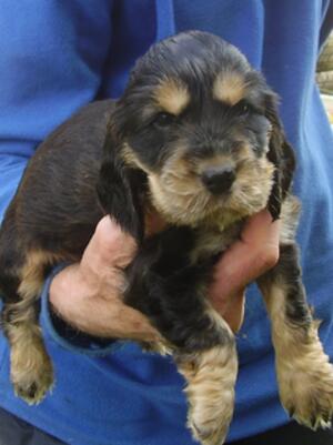 Black and Tan Boy