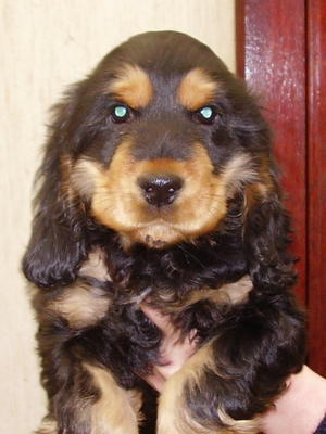 At six weeks
