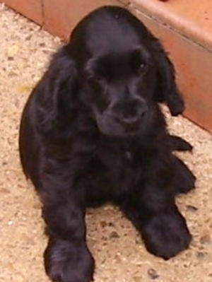 Tara at 9 weeks
