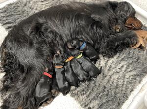 Aili and her pups