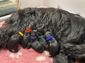 Aili and Puppies