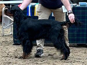 Niamh Showing