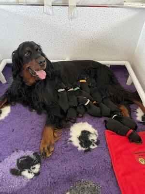 Freyja with her Puppies