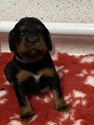 Niamh at 18 days old