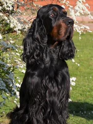 Sire: Boomer
