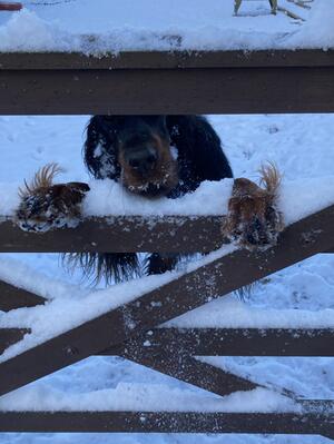 Freyja enjoying the snow