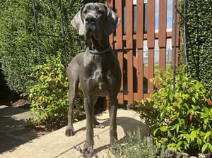 Xanax Scarlet Diamond