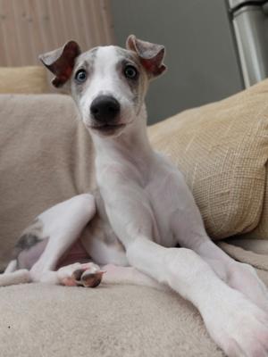 Welshwind Aeronwen Wynnie