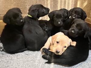 Yellow & Black Pups Available