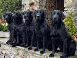High Hesley Labrador Team
