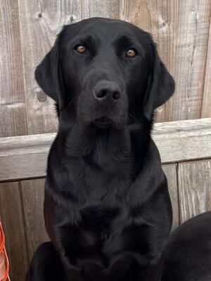 Dam of Litter High Hesley Scoutber Bob (Wyn)