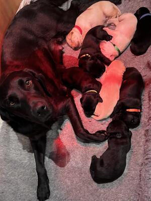 Yello & Black Pups available
