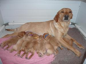 Anna & Pups