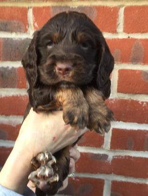 Chocolate & Tan Dog pup
