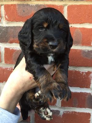 Black & Tan Dog Pup