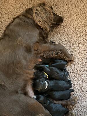 Rosie & pups at 8 days old