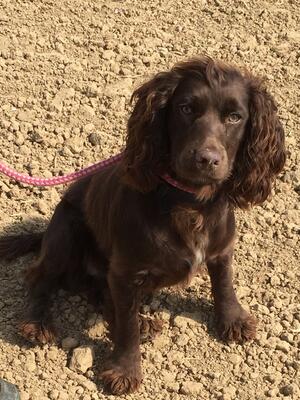 Beaumontbell Country Lass of Minterburn - Rosie