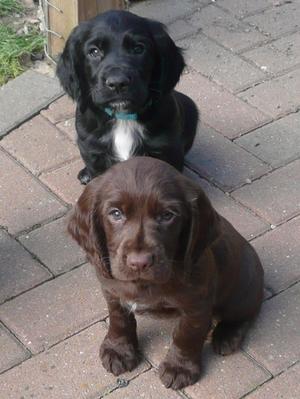 2 Pups from Previous Litter