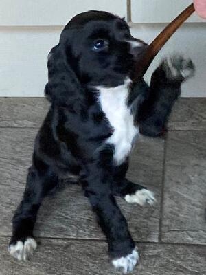 Black bitch pup