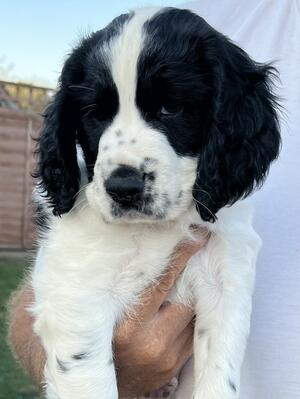 Black & White Ticked Dog