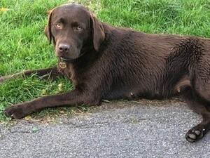 Rolo