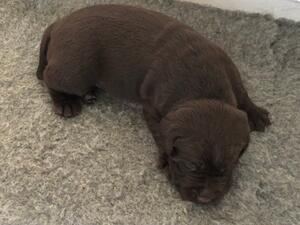 puppy 3 weeks old