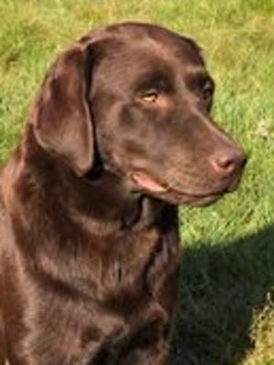 Rolo - Mum