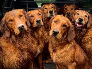 Lanlwyd Goldens