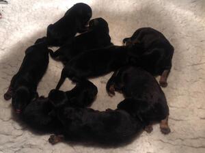 JACK & BIENE'S BABIES