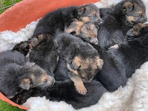Lovely Lornstone puppies