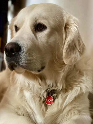 Harveys Prince of Shelis