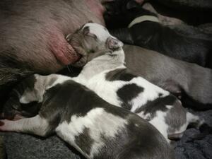 Gorgeous pups from a 2022 mixed litter