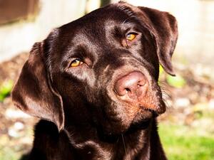 Wispa Portrait