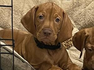 Pups