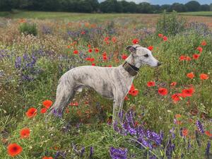 Wilf