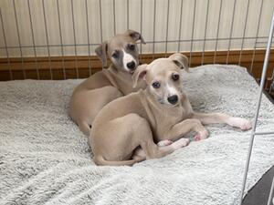 Starluxluna pups