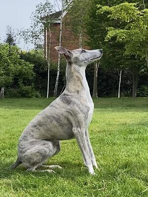 Wilf