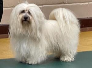 Havanese club GB 2022
